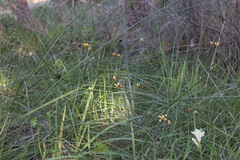 Diuris corymbosa
