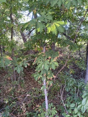 Aesculus hippocastanum