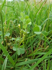 Oxalis dillenii