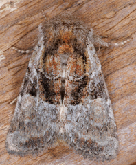 Meropleon ambifusca