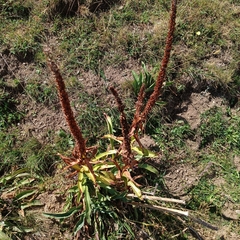 Digitalis parviflora