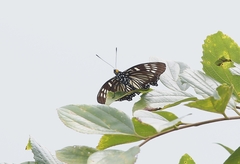 Euripus nyctelius