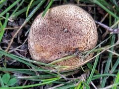 Scleroderma
