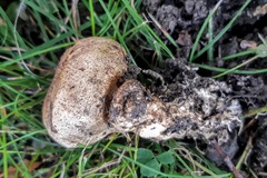 Scleroderma