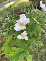 Eriocapitella hupehensis