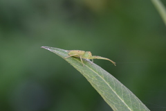 Thomisidae