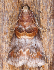 Acrobasis angusella