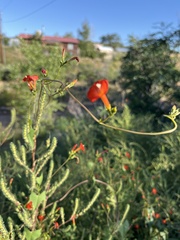 Ipomoea cristulata