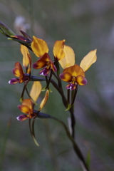 Diuris magnifica