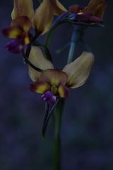 Diuris magnifica