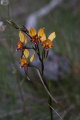 Diuris magnifica