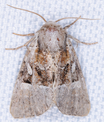 Meropleon diversicolor