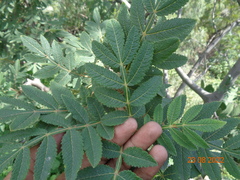 Bursera cuneata