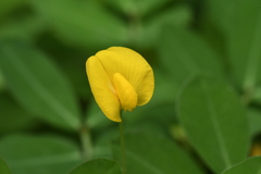Arachis