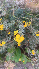 Erysimum × cheiri