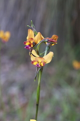 Diuris magnifica