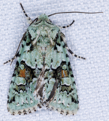 Lacinipolia implicata