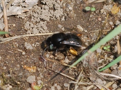 Anthophora retusa