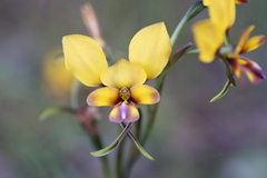 Diuris magnifica