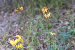 Diuris magnifica