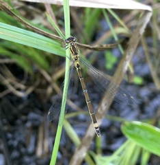 Coenagrion armatum