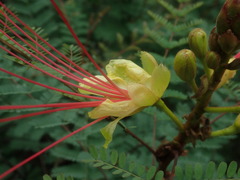 Erythrostemon gilliesii