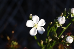 Drosera porrecta