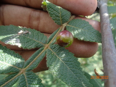 Bursera cuneata