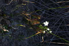 Drosera porrecta