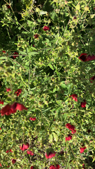 Potentilla thurberi