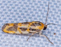 Spragueia leo