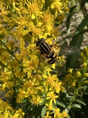 Helophilus fasciatus
