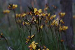 Diuris magnifica