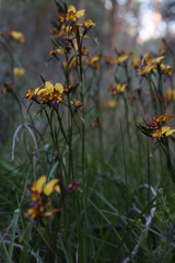 Diuris magnifica