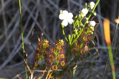 Drosera porrecta