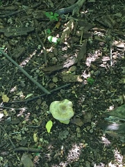 Cerioporus squamosus