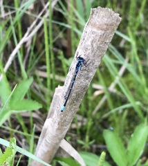 Coenagrion pulchellum