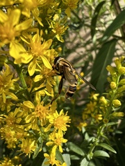 Helophilus fasciatus