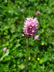 Bistorta carnea