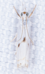 Microcrambus biguttellus