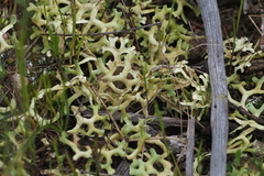 Xanthoparmelia semiviridis