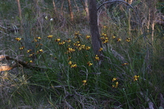 Diuris magnifica