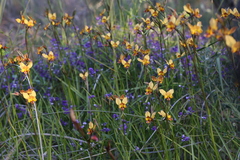 Diuris magnifica