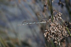 Austrolestes annulosus