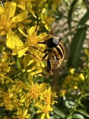 Helophilus fasciatus
