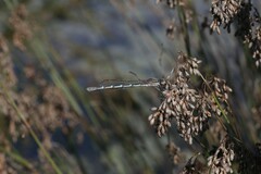 Austrolestes annulosus