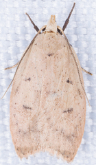 Machimia tentoriferella