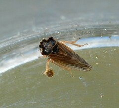 Megophthalmus scanicus