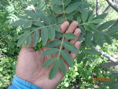 Bursera cuneata