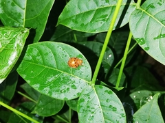 Epilachna varivestis